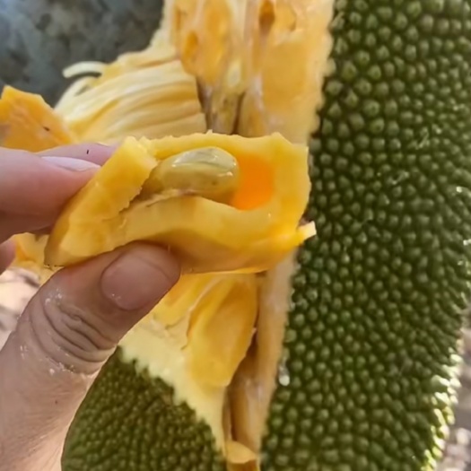 海口海南菠萝蜜36-40斤59.9包邮新鲜水果当应季批发非红肉