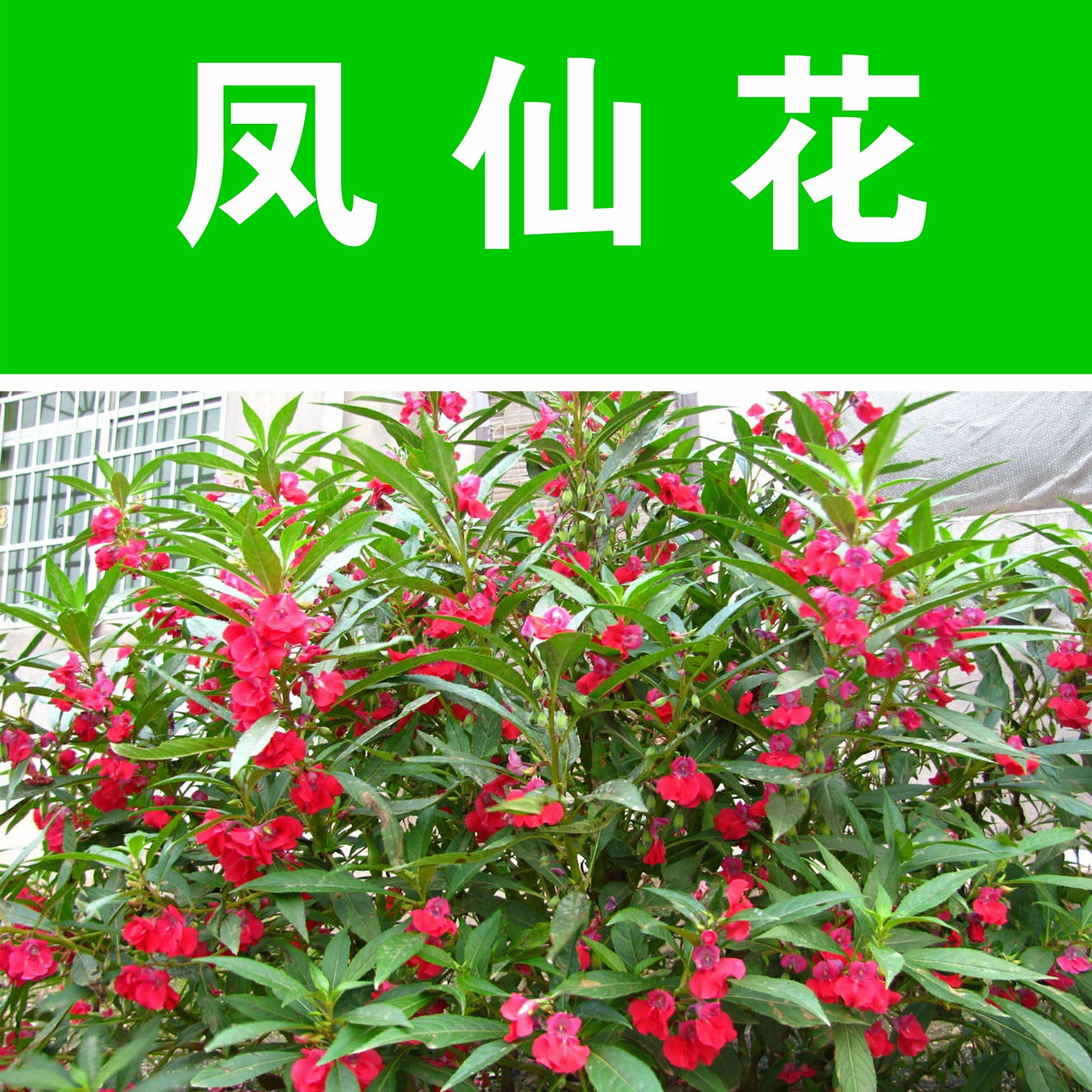 沭阳县凤仙花种子指甲花花籽四季凤仙茶花庭院花卉植物花卉种子