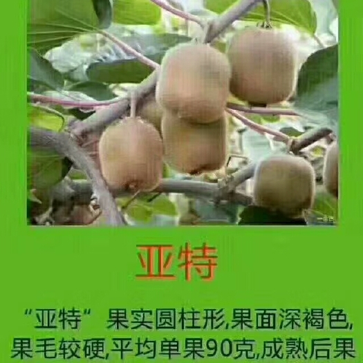 周至县周至猕猴桃