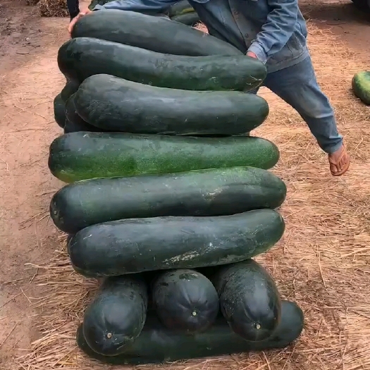 兰陵县冬瓜