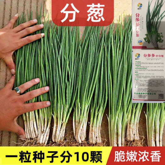 邵东市分多多小小葱种子四季小香葱南北方高产耐寒抗倒伏小香葱蔬菜种子