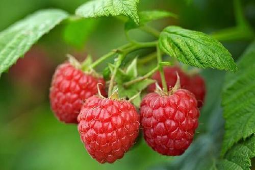 沁水县鲜树莓，树莓冻果树莓果酱原材料加工