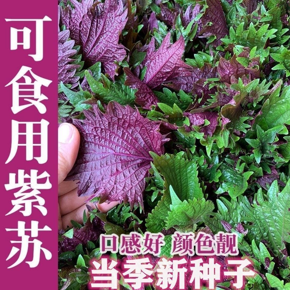 沭阳县紫叶苏种子花卉蔬菜种籽 盆栽香草室内外蔬菜种籽