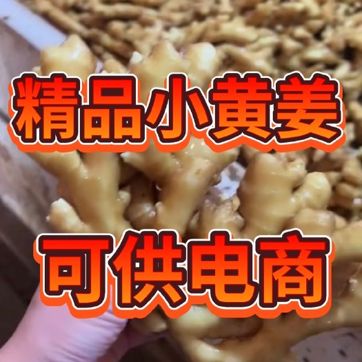 莒县四川湖南直供优质小黄姜辛辣味浓