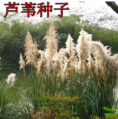 沭阳县芦苇种籽护坡固土草种绿化种子植物水生植物小灌木多年生草