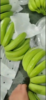 上海二级优惠香蕉