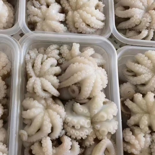 东山县单冻章鱼花