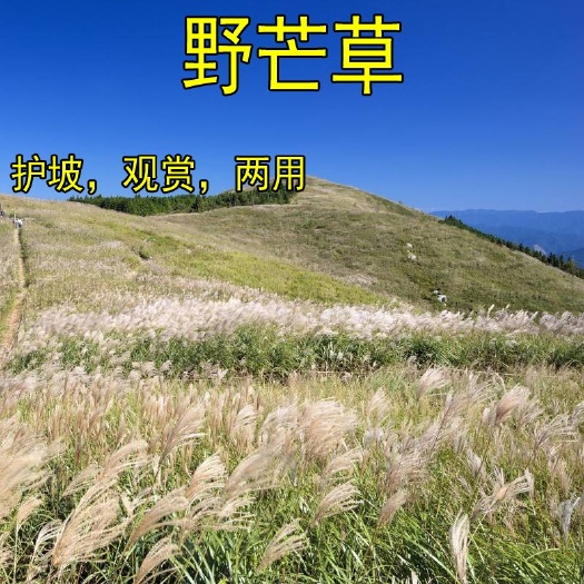 沭阳县牧草野芒草种子四季种南方北方种植野草植物易种草籽护坡草