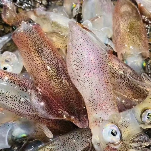 东山县鲜冻小管