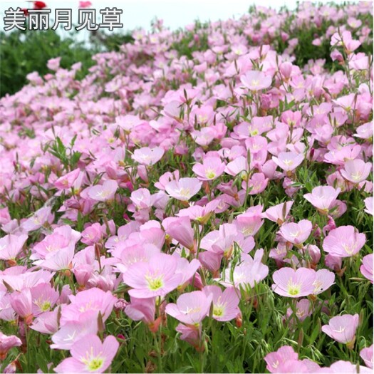 沭阳县美丽月见草种子月仙草花种籽子四季播种开花多年生耐寒庭院室外