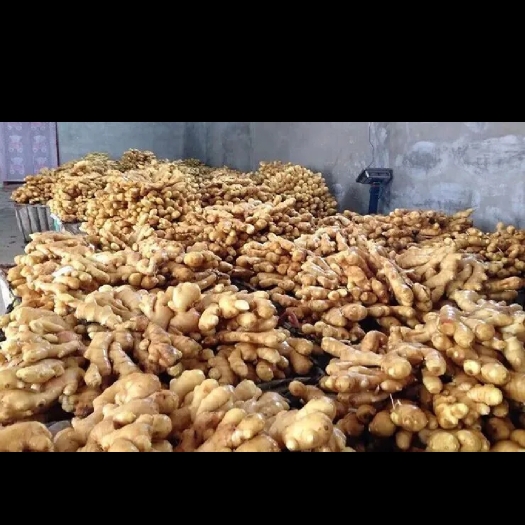 天等县广西崇左天等大肉姜