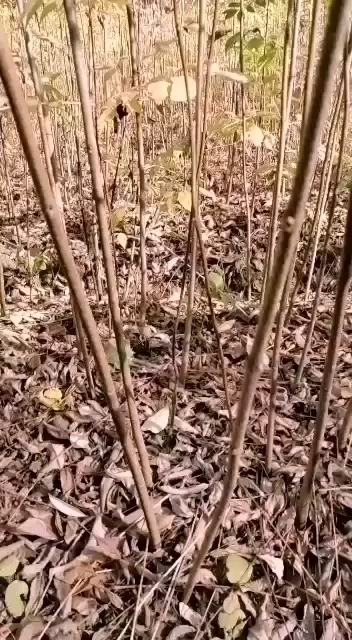 宁强县黄柏苗中药材，基地种植量大，多种规格，可满足不同客户所求。