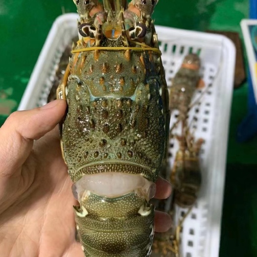 东山县活冻小青龙