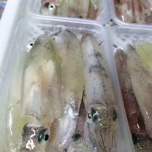 东山县活冻母管（带饭）