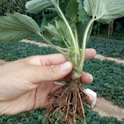 泰安章姬草莓苗假值苗，缓苗快，成活率高
