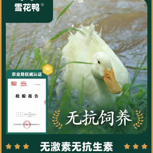 嘉兴FCB无抗养殖鸭