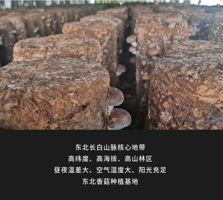 东北小香菇干货3cm长白山椴木香菇精品金钱菇手选冬菇肉厚无根