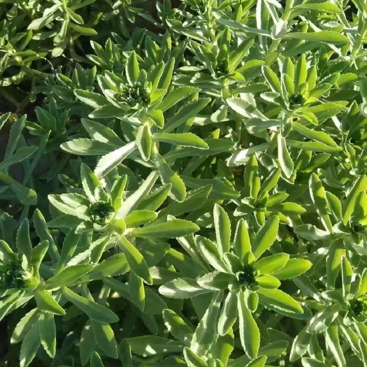 安阳救心菜