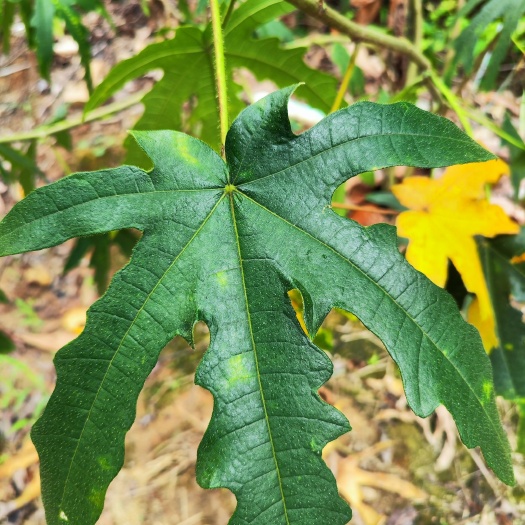 德庆县七指毛桃种苗/七爪金龙，基地值供可以批发零售