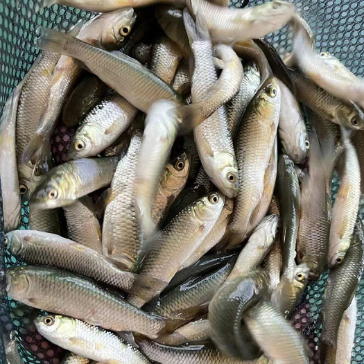 常年出售草鱼、鲤鱼、花白鲢鱼苗3-5公分，15—20公分