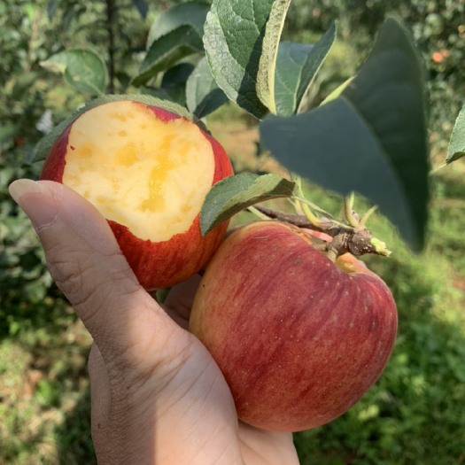 昭通云南昭通早熟红露糖心苹果
