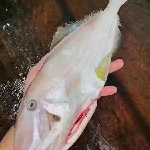 东山县批发剥皮鱼(去皮去内脏)