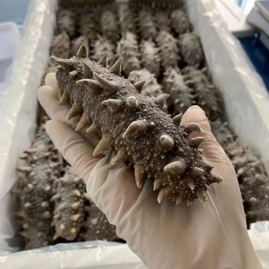 荣成市免费试吃即食海参 大连鲜食海参 工厂直批 特好口感 回购率高