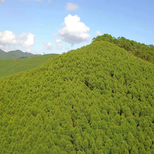 鹿寨县广东清远8000亩桉树林转手还有43年租期、2600个W