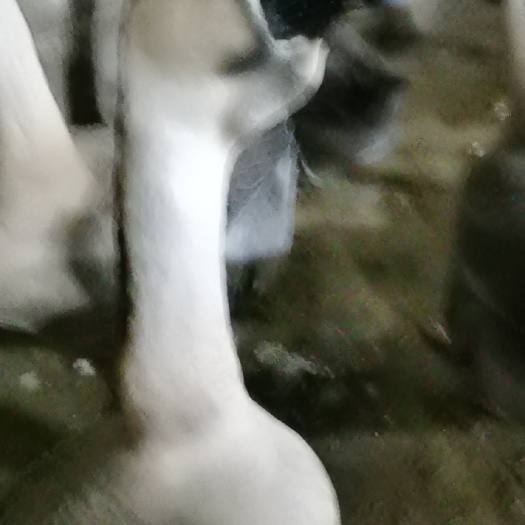 博白县黑狮肉鹅   （可选种鹅）