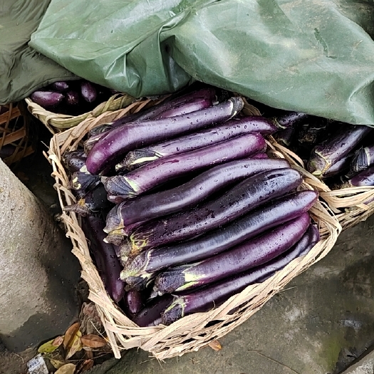 金堂县茄子