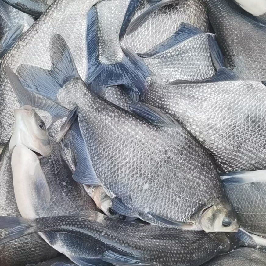 大量批发鲫鱼及各种规格的商品鱼