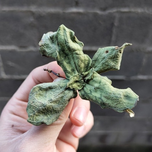 寿宁县肺形草双蝴蝶自然晒干