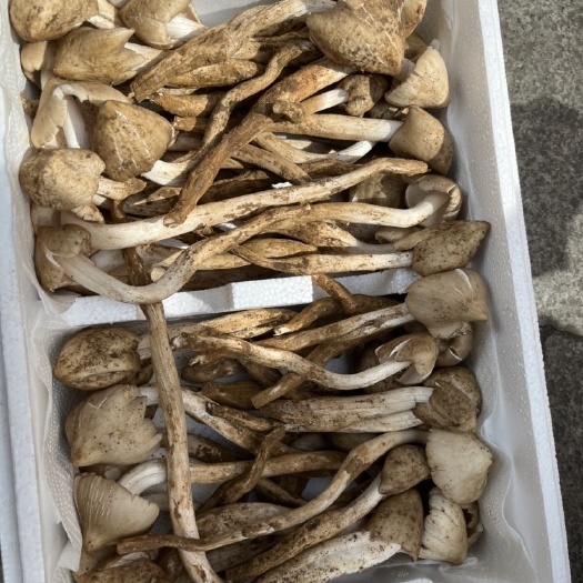西昌市鸡枞菌