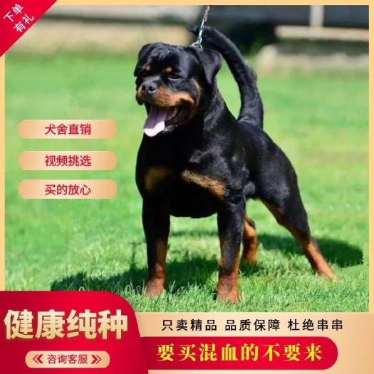 嘉祥县罗威纳幼犬纯种罗威纳犬德系罗威纳疫苗齐全
