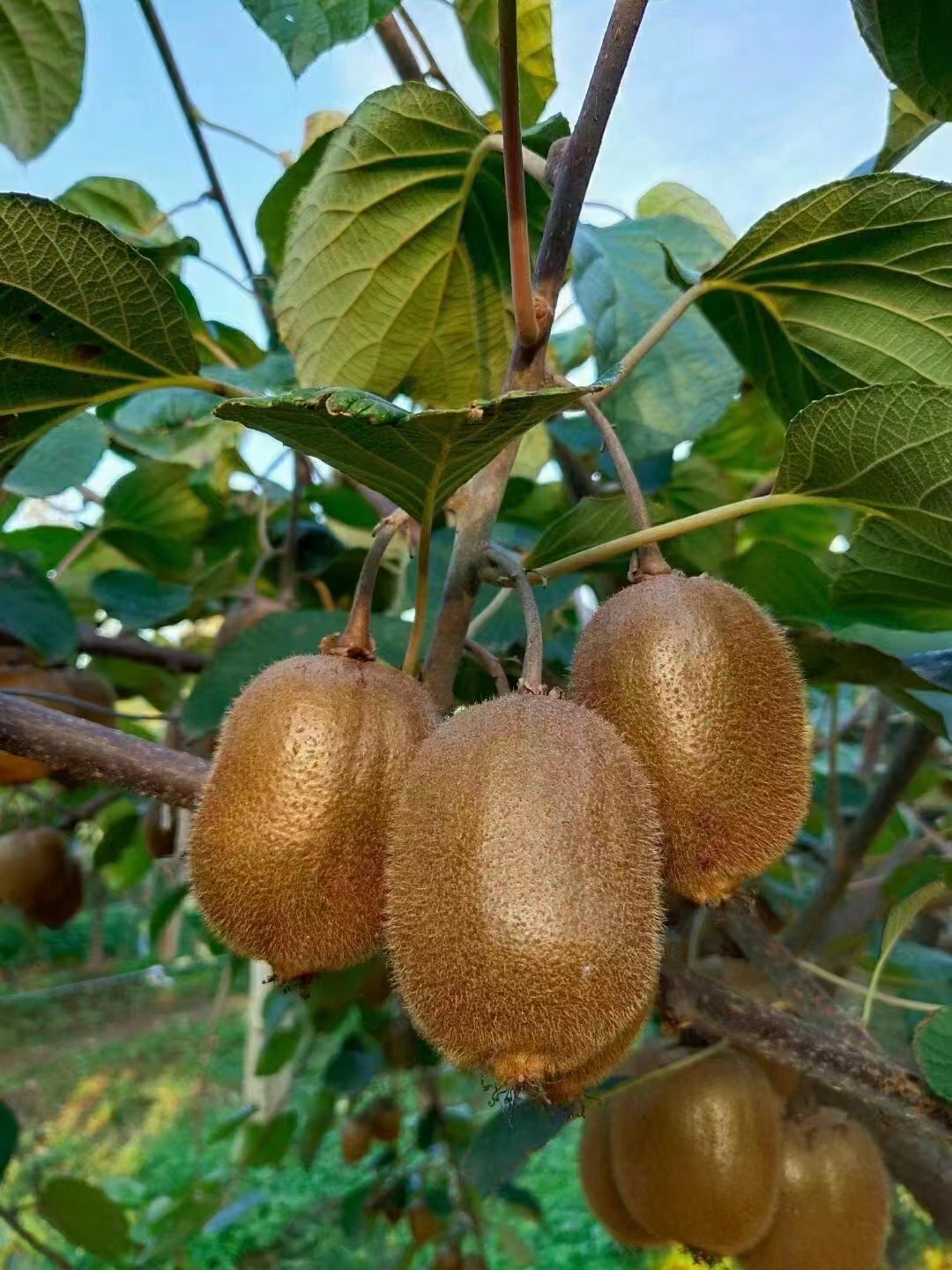 【晚采自然熟】当季陕西眉县绿心徐香猕猴桃珍珠棉礼盒整箱包邮