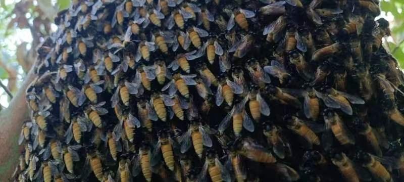 崇左大排蜂。小挂蜜。