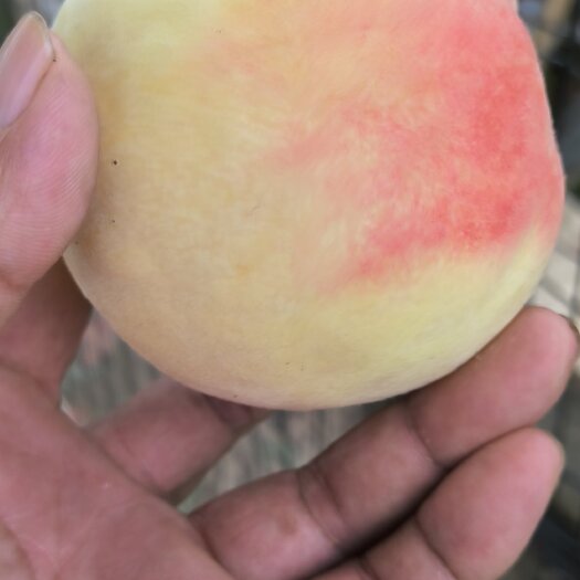 永连密桃
