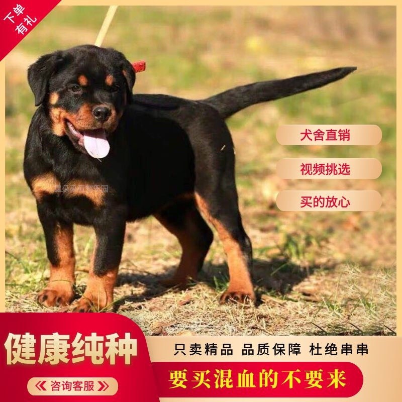 罗威纳幼犬纯种罗威纳犬德系罗威纳疫苗齐全