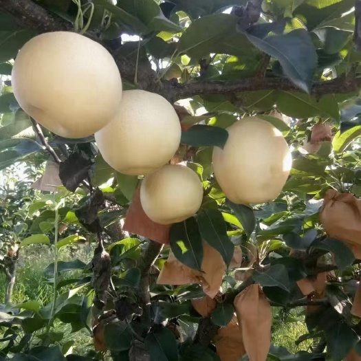 方城县博望黄金梨