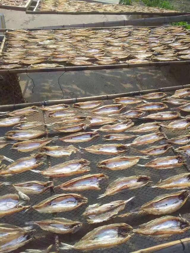 狗母干