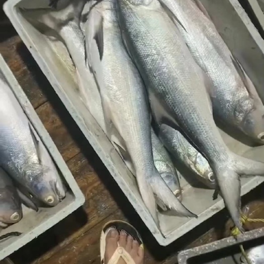 东山县午鱼
