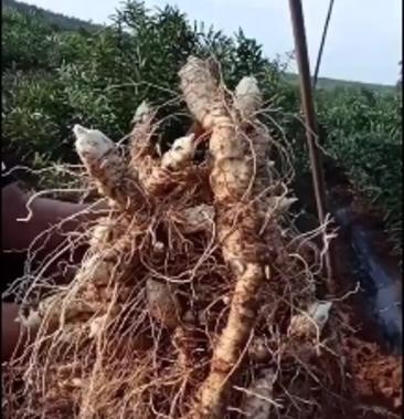 瓦房店市大连地区五年种植黄金（现挖）