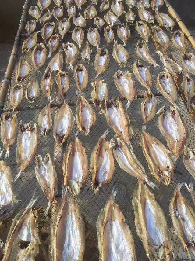 狗母干