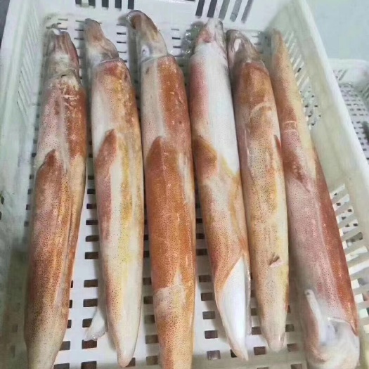 东山县大船钓大管