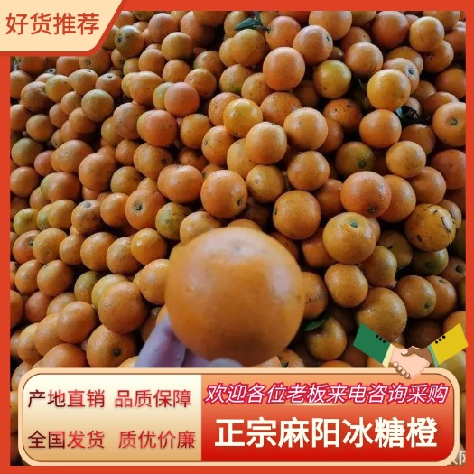 麻阳县社区团购 一件代发 整车配货 向村长家麻阳冰糖橙新鲜水果橙子