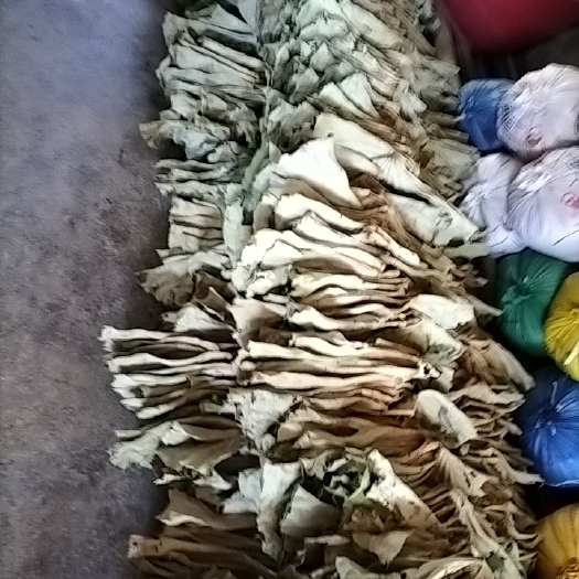 石城县荷叶