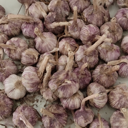 鄄城县红皮蒜 杂交红蒜好皮好底，未分级6.0百分之八十
