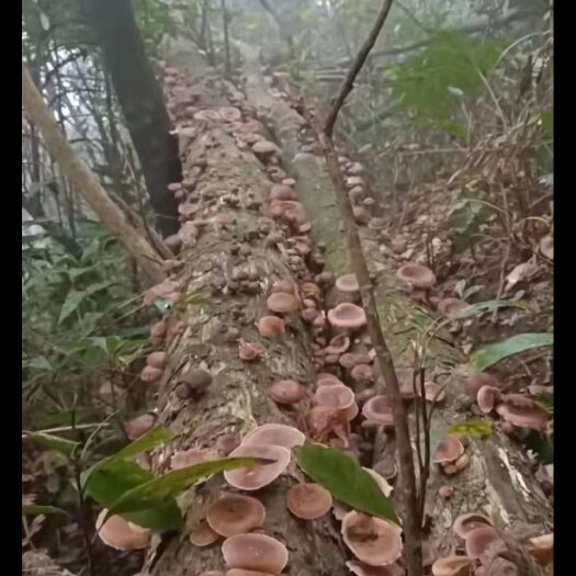 金秀大瑶山木头香菇