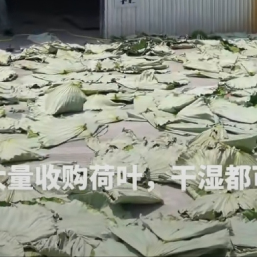 江陵县干荷叶，湿荷叶