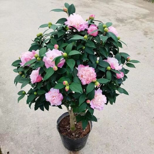 香妃红赤丹重瓣带花苞茶花盆栽四季常青耐寒植物室内庭院好养活